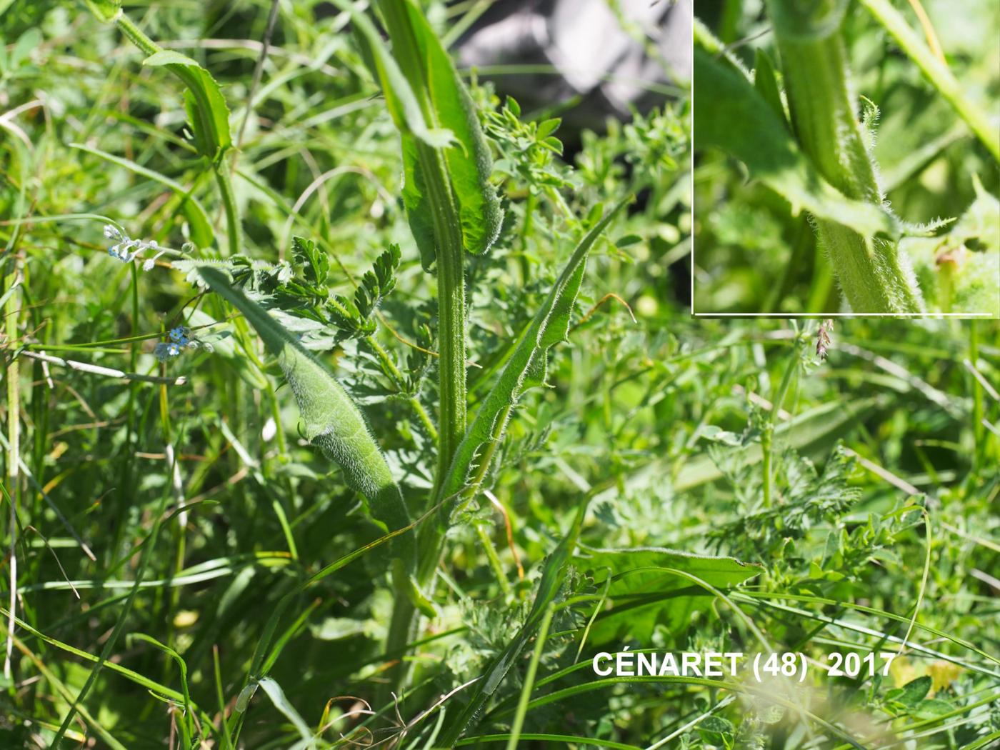 Hawks-beard, of Nice plant